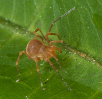 Media type: image;   Invertebrate Zoology 136540